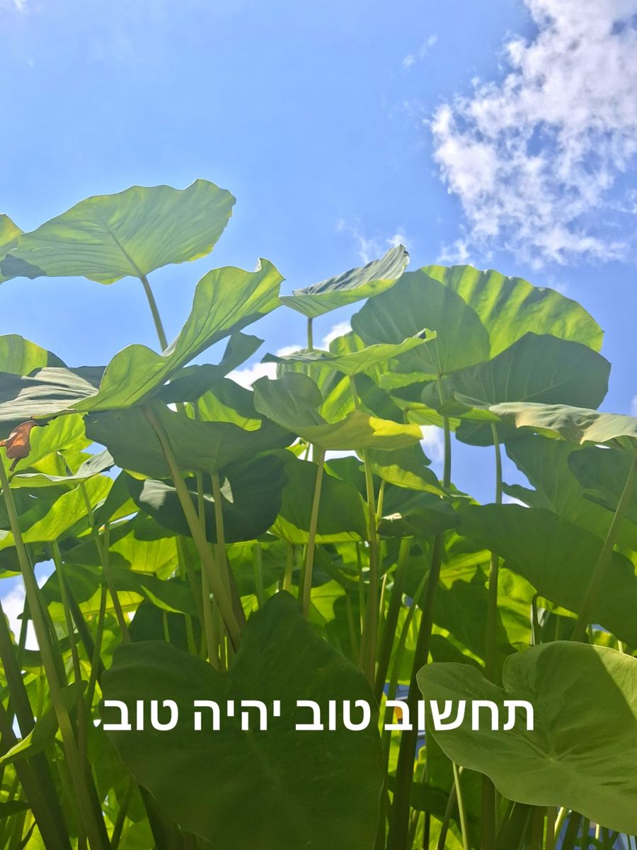 תחשוב טוב יהיה טוב, תוצר מסדנת הפוגה יצירתית בשניידר